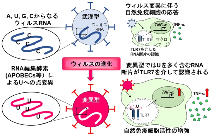 RNA編集酵素